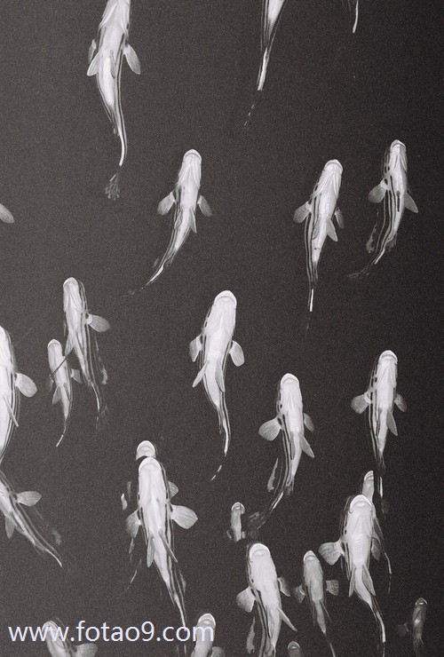 μô,μô