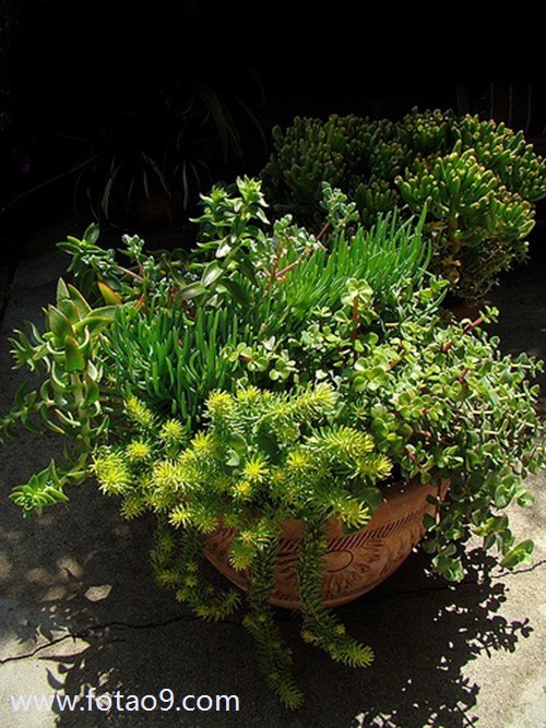 梦见已故的外公养一只黑狗,解梦梦见已故的外公养一只黑狗 梦见已故的外公养一只黑狗,解梦梦见已故的外公养一只黑狗