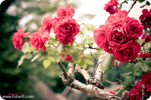 梦见受伤的小鸟死掉,解梦梦见受伤的小鸟死掉 梦见受伤的小鸟死掉,解梦梦见受伤的小鸟死掉