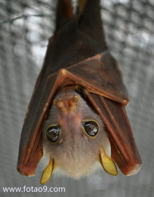 μȥľ˹Ŵ绰,μȥľ˹Ŵ绰