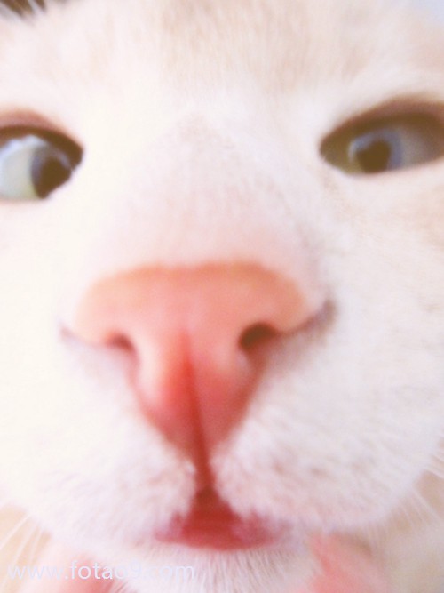 μҺɫţ,μҺɫţ
