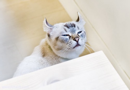 μ͹İְھӾ,μ͹İְھӾ