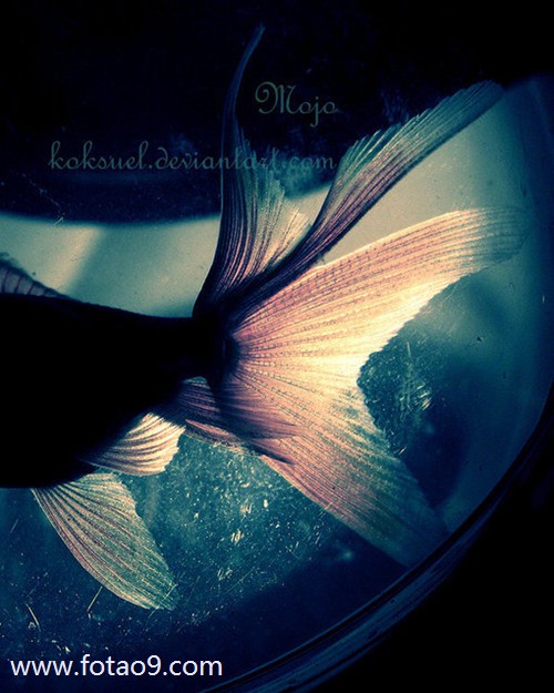 μҰҪţ,μҰҪţ