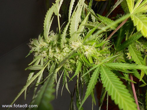 μʲôûĵ,μʲôûĵ