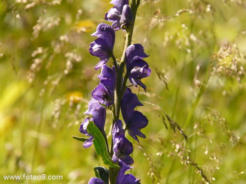 梦见蝌蚪摘水果,解梦梦见蝌蚪摘水果 梦见蝌蚪摘水果,解梦梦见蝌蚪摘水果