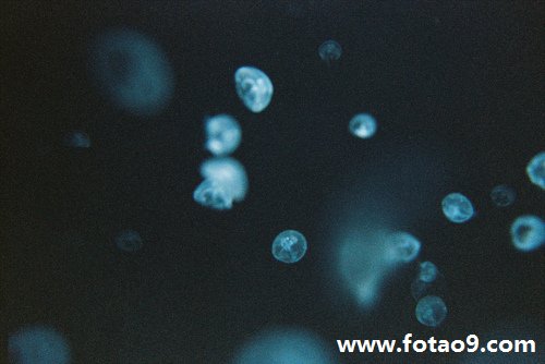 梦见狐狸和狼和猪,解梦梦见狐狸和狼和猪 梦见狐狸和狼和猪,解梦梦见狐狸和狼和猪