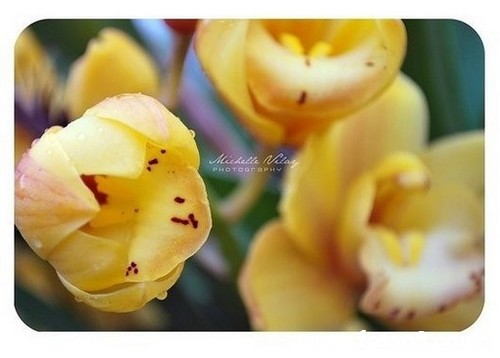 μа˸µĺ,μа˸µĺ