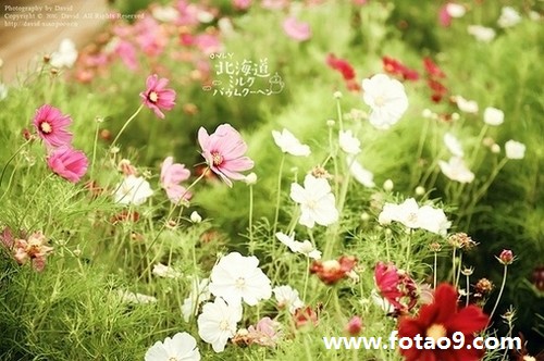 梦见河水田野,解梦梦见河水田野 梦见河水田野,解梦梦见河水田野