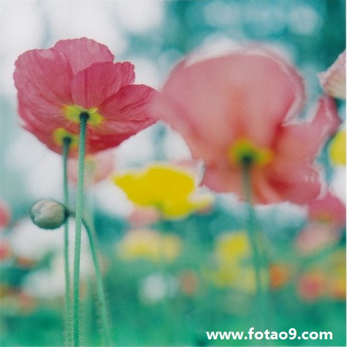 μʺڴֽץ,μʺڴֽץ