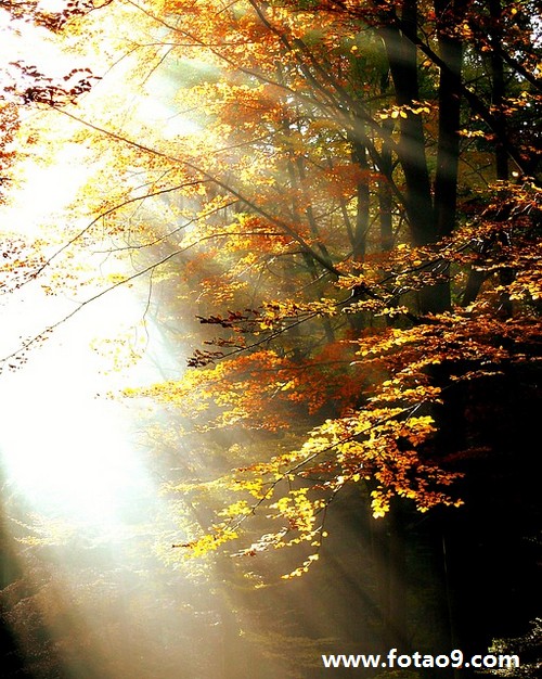 梦境之谜，反击与失落的寓言——解析梦见别人打我耳光，我狠狠还击，并梦见掉了三颗大牙的深层含义