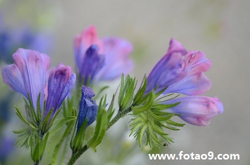 梦见成为幕僚,解梦梦见成为幕僚 梦见成为幕僚,解梦梦见成为幕僚