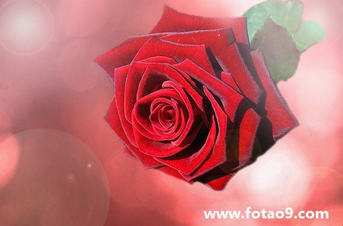 μԲݮʱľ,μԲݮʱľ
