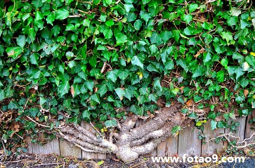 μڰ޳ץԼ,μڰ޳ץԼ