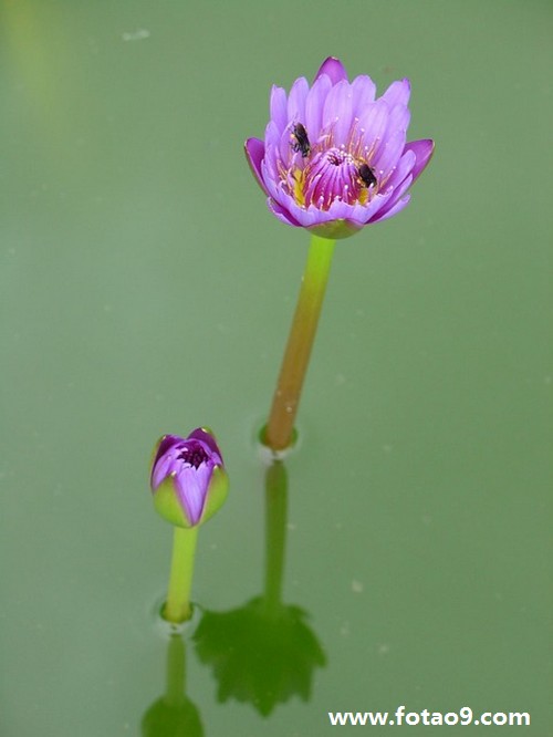 μɽ·û·,μɽ·û·