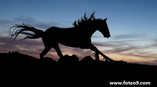梦见一只大老鼠死,解梦梦见一只大老鼠死 梦见一只大老鼠死,解梦梦见一只大老鼠死