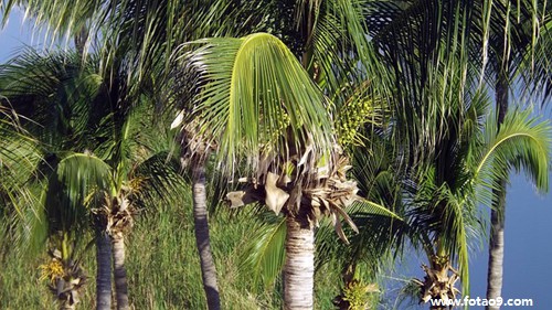 μö˸ҪǮ,μö˸ҪǮ
