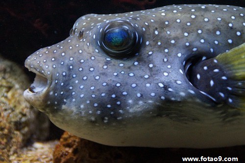 μ͵˼Ҷǹ,μ͵˼Ҷǹ