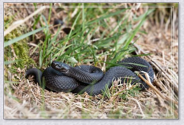 梦见被蜜蜂蛰了手 梦见被蜜蜂蛰了手