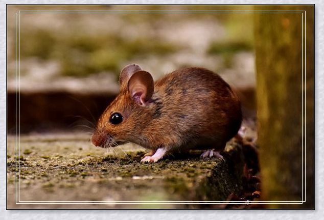 梦见曾经的事 梦见曾经的事