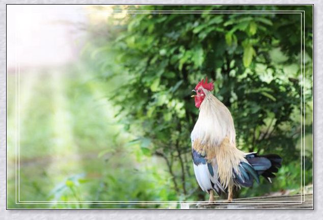 梦见放生鲟鳇鱼精 梦见放生鲟鳇鱼精