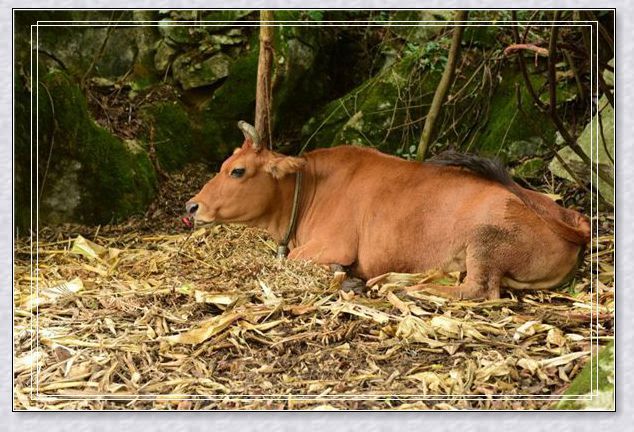 梦见被杀害 梦见被杀害