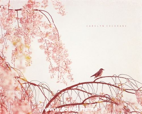 1987年12月20日生日图释 1987年12月20日生日图释