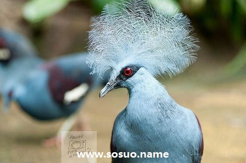 2019年12月5日生日图释 2019年12月5日生日图释