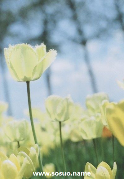 1978年10月22日生日图释 1978年10月22日生日图释