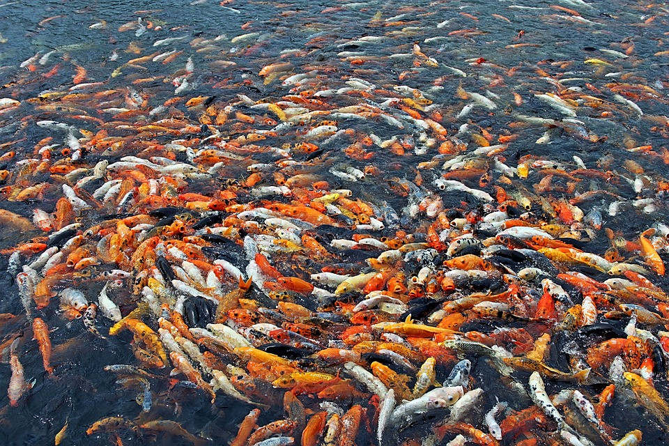 夢到好多魚會有什麼預兆_佛滔算命網